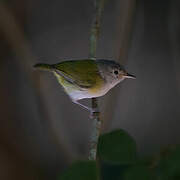 Lesser Greenlet