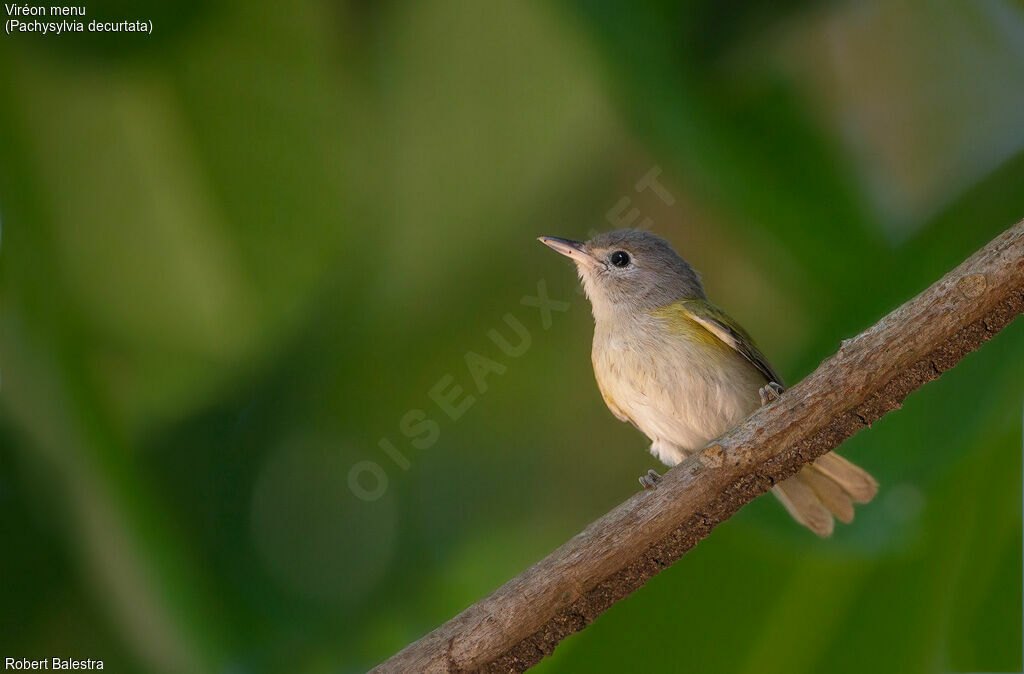 Lesser Greenlet