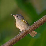 Lesser Greenlet