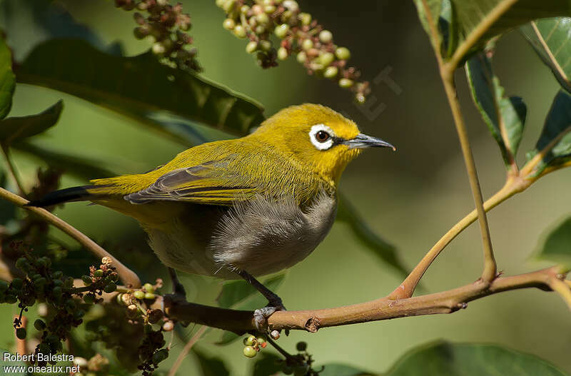 Heuglin's White-eyeadult, identification