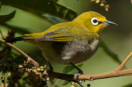 Heuglin's White-eye