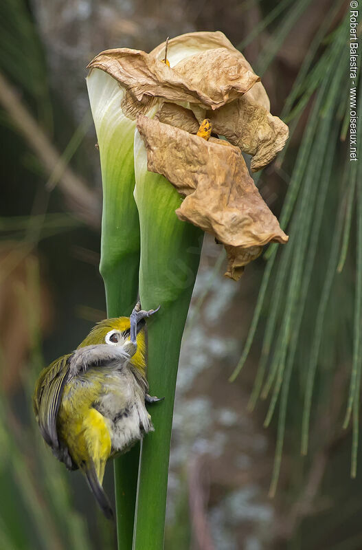 Heuglin's White-eye, Behaviour