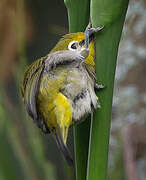 Heuglin's White-eye