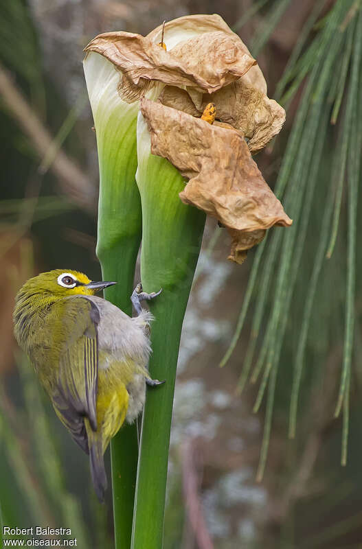 Heuglin's White-eyeadult, fishing/hunting