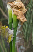 Heuglin's White-eye