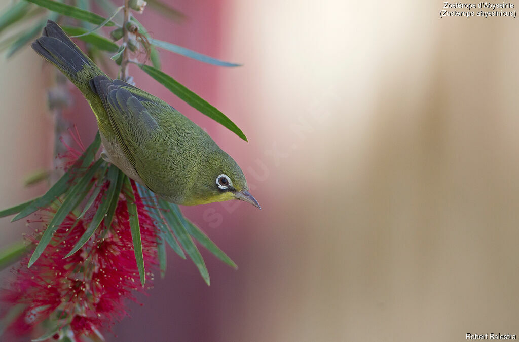 Abyssinian White-eye