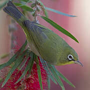 Abyssinian White-eye