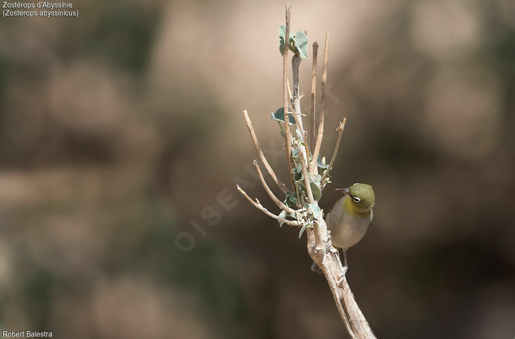 Abyssinian White-eye