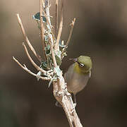 Abyssinian White-eye