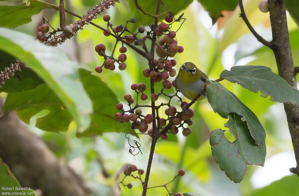 Everett's White-eyeadult, habitat