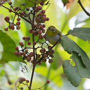 Everett's White-eye