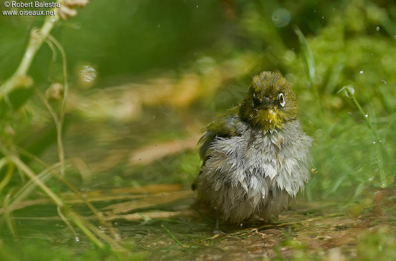 Cape White-eye