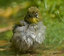 Cape White-eye