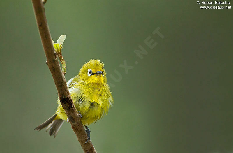 Cape White-eye