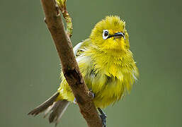 Cape White-eye