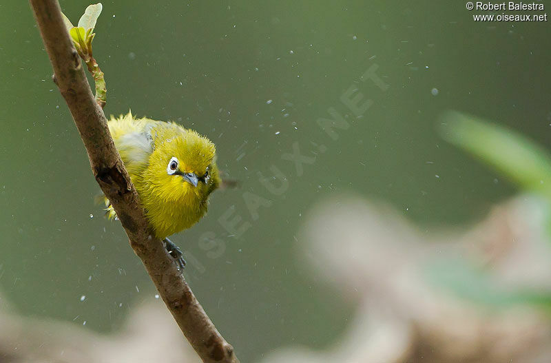 Cape White-eye