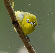 Cape White-eye