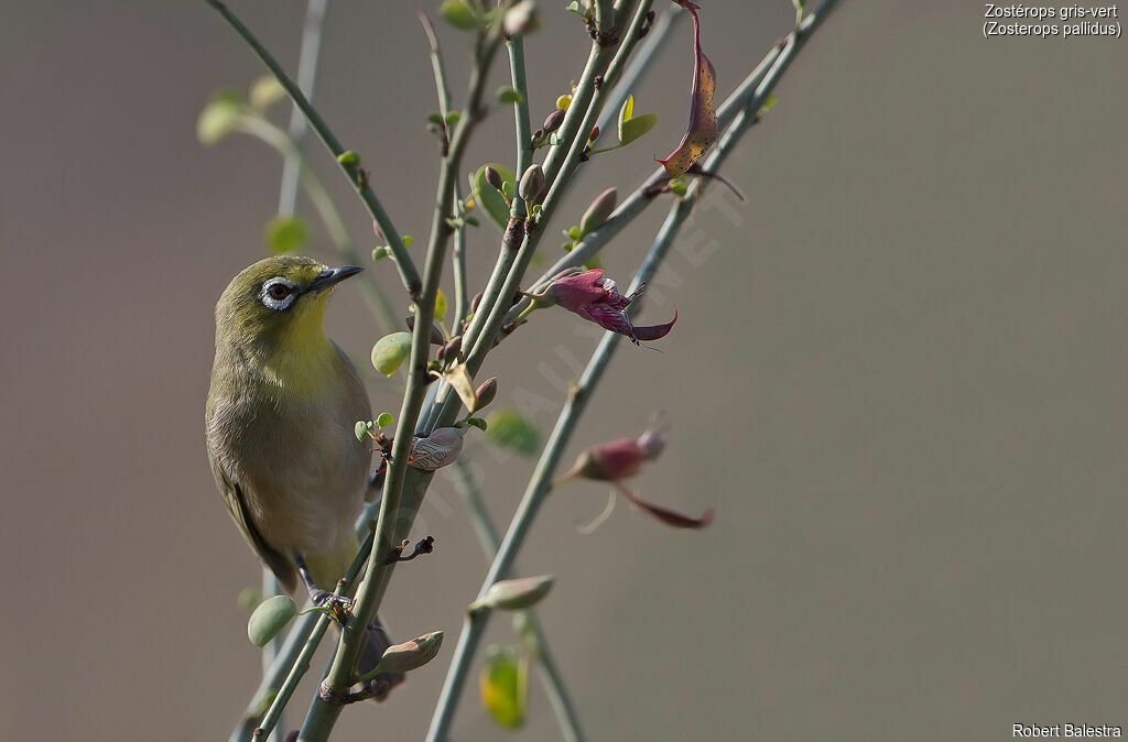 Orange River White-eye