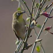 Zostérops gris-vert