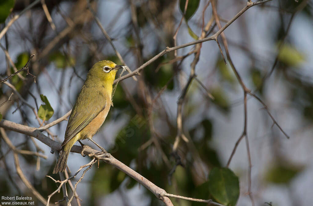 Orange River White-eyeadult, identification