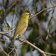 Orange River White-eye