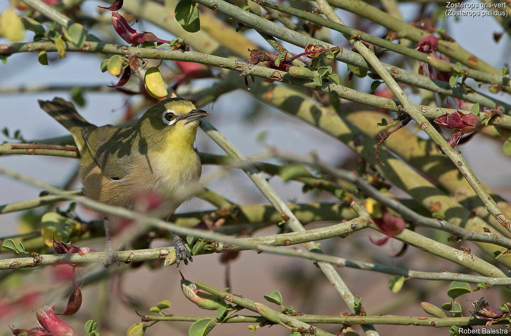 Orange River White-eye