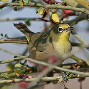 Orange River White-eye