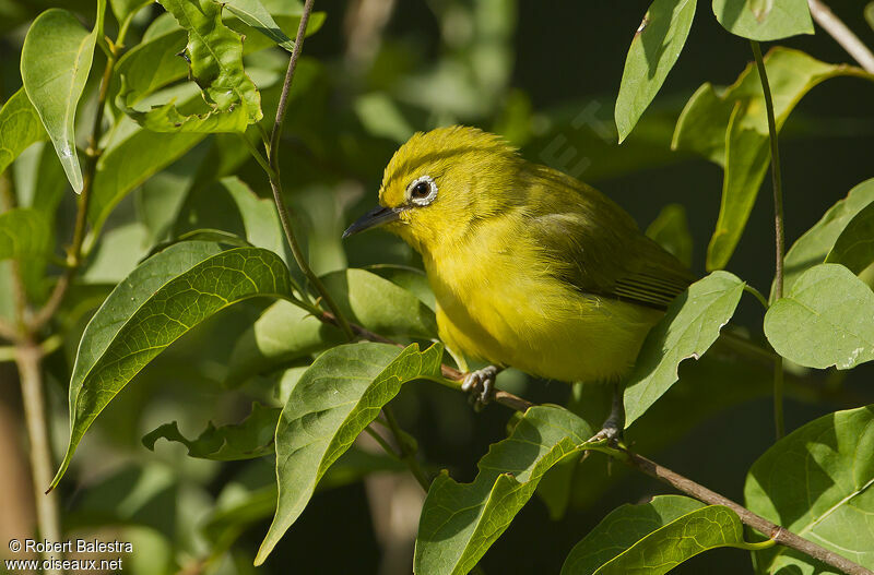 Northern Yellow White-eye