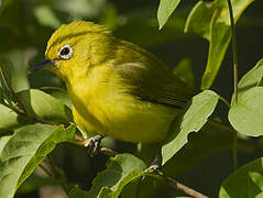 Northern Yellow White-eye