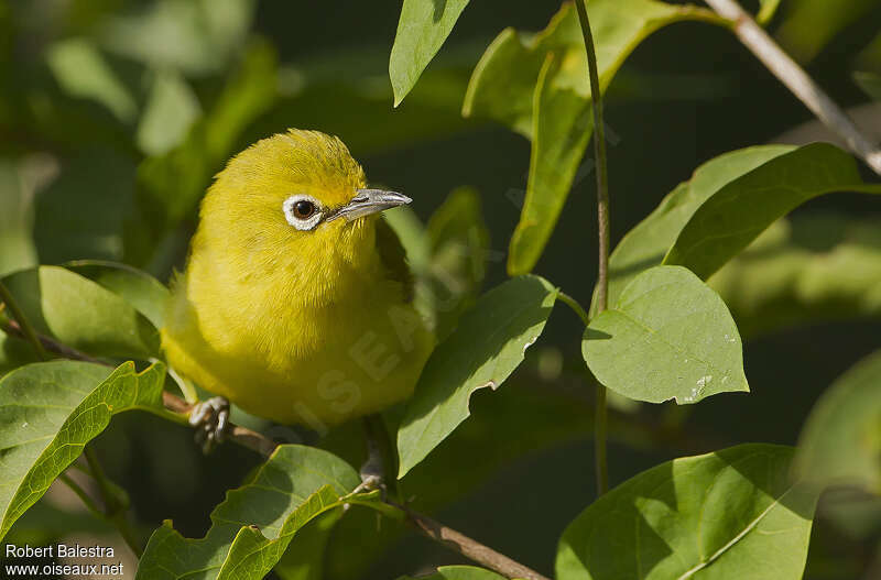 Northern Yellow White-eyeadult, close-up portrait