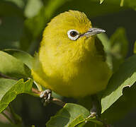 Northern Yellow White-eye