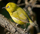 Zostérops jaune