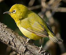 Northern Yellow White-eye