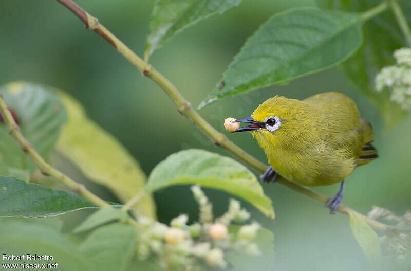 Northern Yellow White-eyeadult, feeding habits