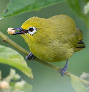 Northern Yellow White-eye