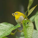 Zostérops oriental
