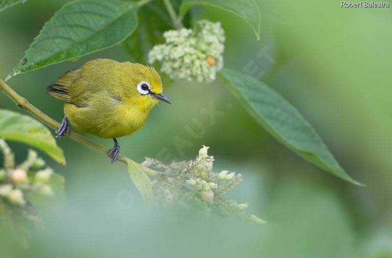 Green White-eye, habitat