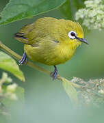 Green White-eye