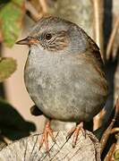 Dunnock