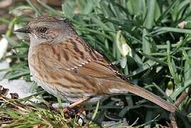 Dunnock