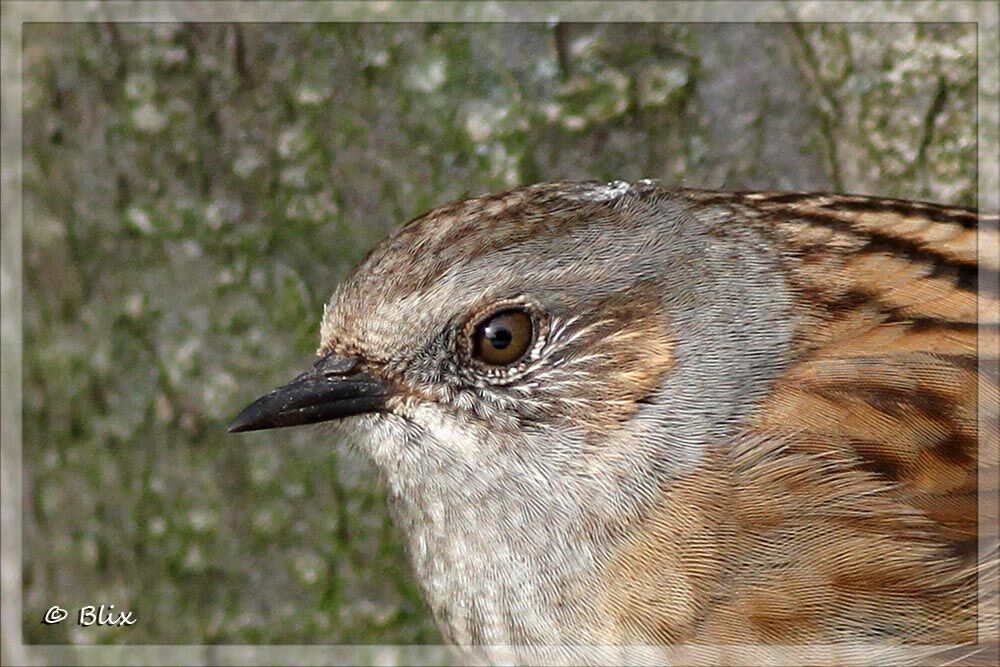 Dunnock