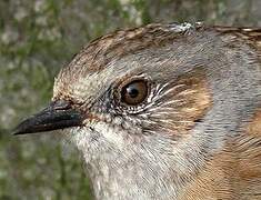 Dunnock