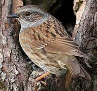 Dunnock