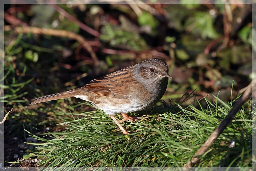 Dunnock