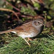 Dunnock