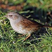 Dunnock