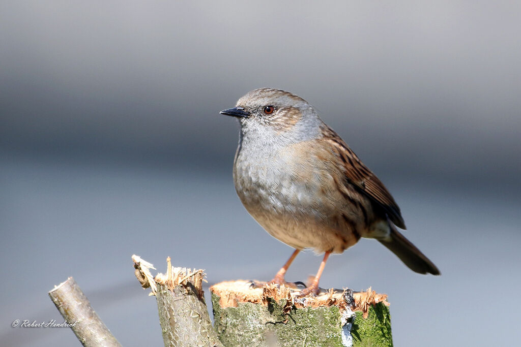 Dunnock