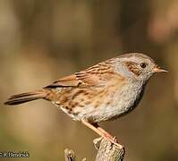 Dunnock