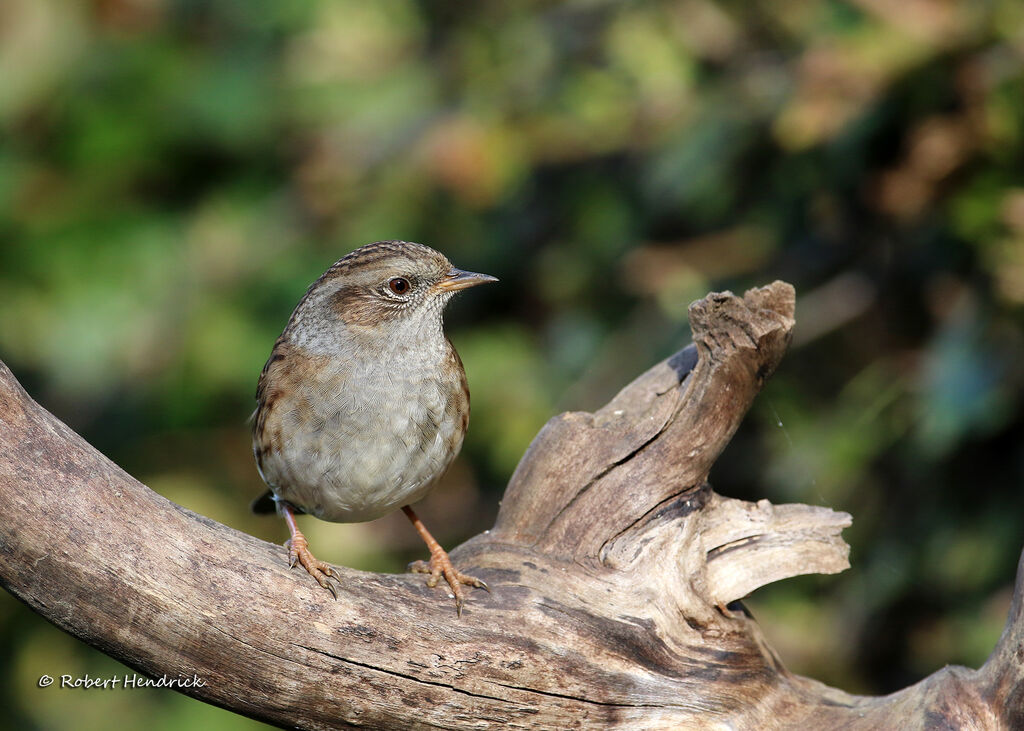 Dunnock