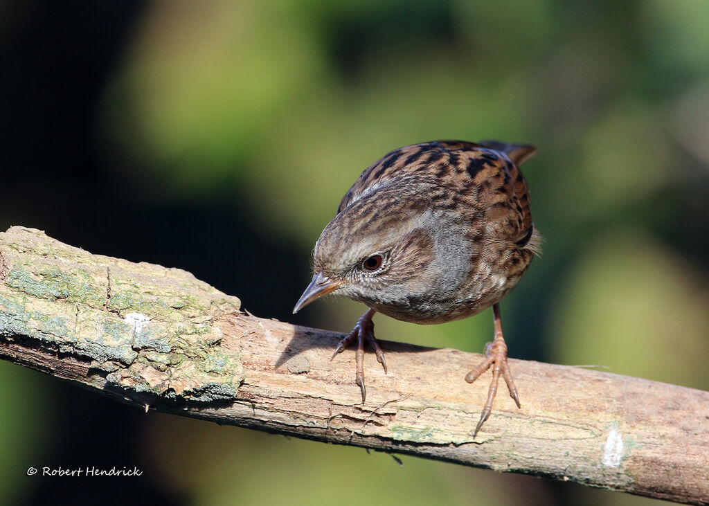 Dunnock